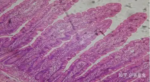 组织学与胚胎学图谱详细版