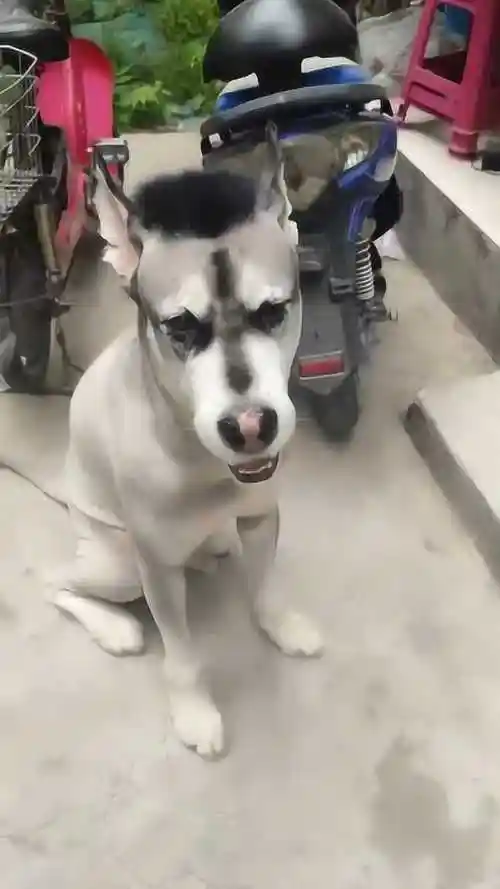 今天心血来潮给二哈剃了毛最后的发型太搞笑了