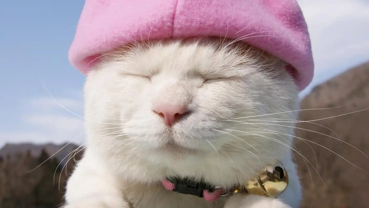 萌猫萌表情桌面经典壁纸