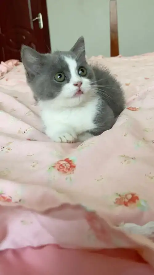 英短蓝白猫1000元值得购买吗