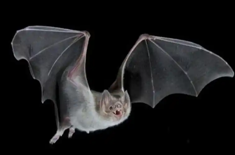 吸血蝙蝠是怎么找到血管的
