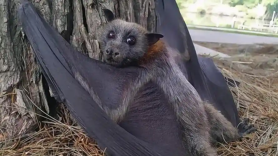 世界上最大的"蝙蝠",长相形似大黑狗,一直以水果为食!