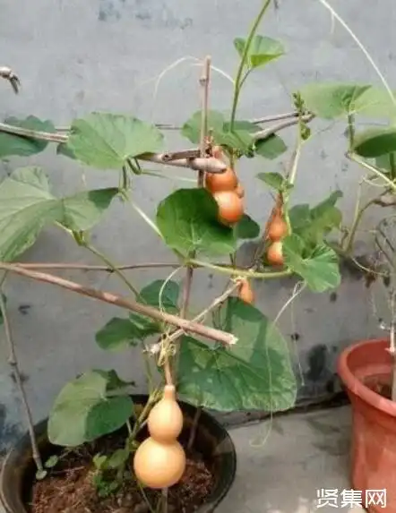 种植葫芦盆栽的6点关键要素