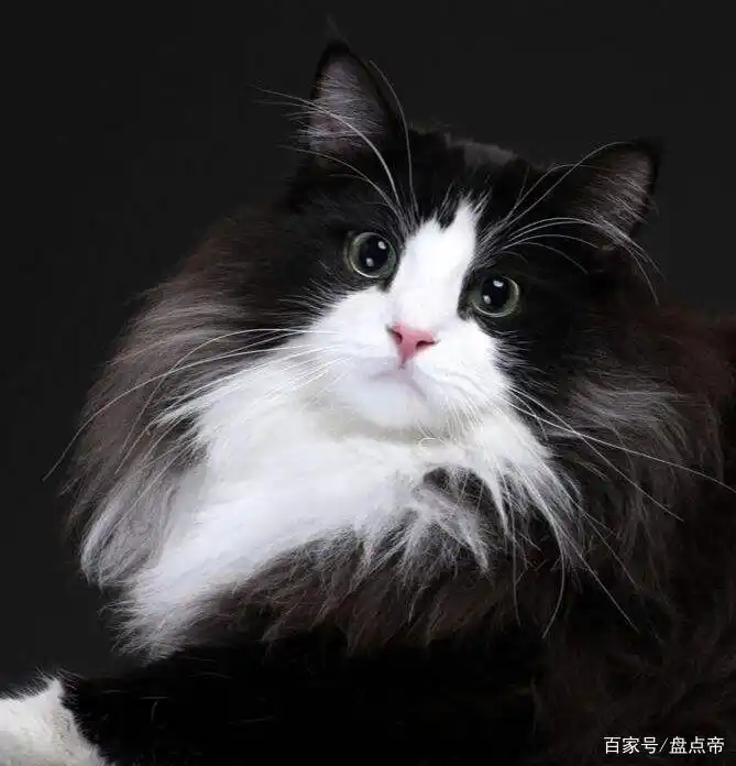 盘点世界上最可爱的10种猫:第一名真的是萌翻我了,不服来辩