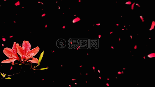 花朵gif图片素材