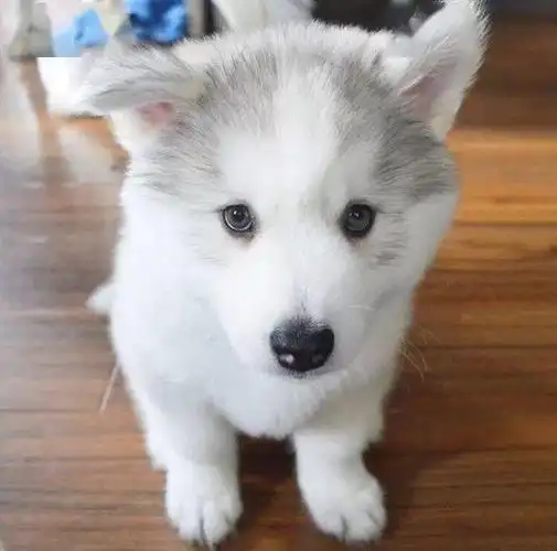 一只银白色的小哈士奇,成长的变化蛮大的…_卖萌