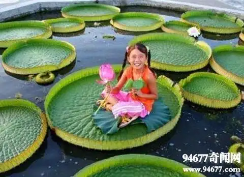 世界上叶子最大的水生植物王莲直径3米能坐人