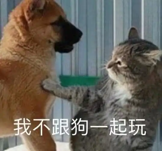 我不跟狗一起玩