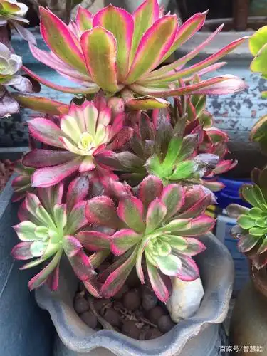 多肉粉黛法师跟水墨画法师的区别,喜欢想入手,搞清楚才是关键!