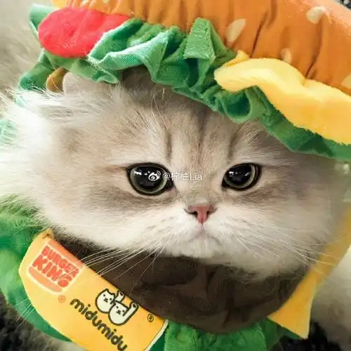 头像##可爱头像##猫咪##真人情头##情侣头像##不明显