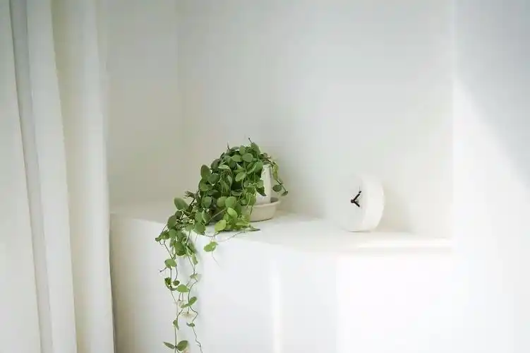 一束绿植垂落在床头,似乎一起床就与自然一同呼吸.