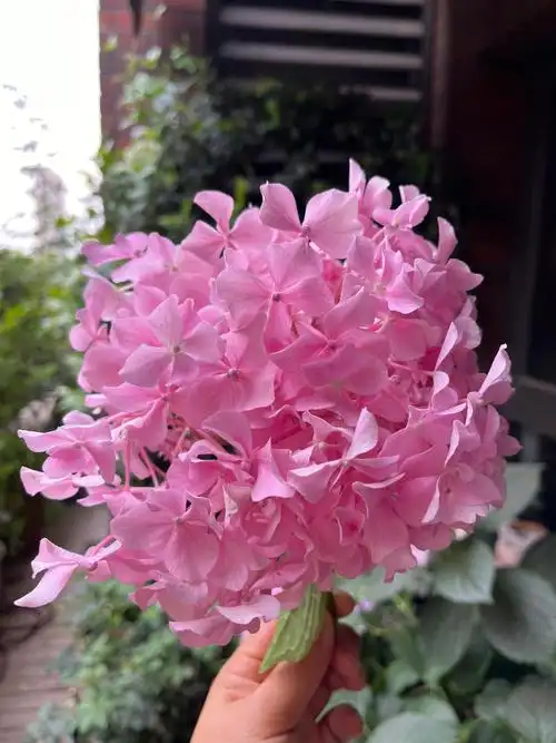 夏天是押绣球花的时候呀