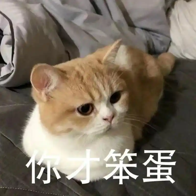 沙雕表情|猫咪揣手手看笨蛋表情包