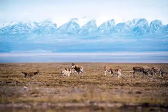 探索中国最美无人区——可可西里,九死一生!