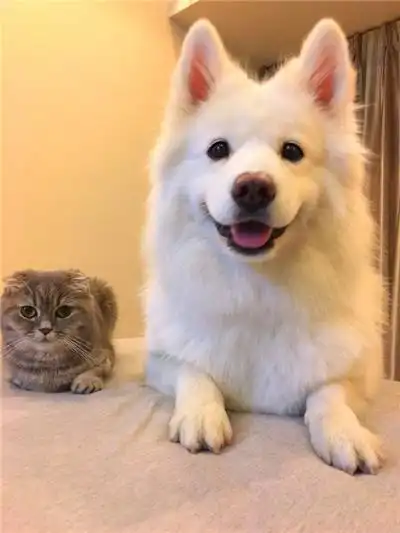 呆萌可爱的萨摩耶宠物狗狗图片