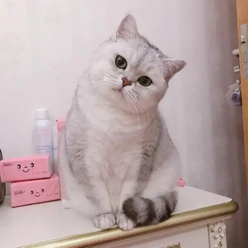 英短猫银渐层幼猫英国短毛小奶猫咪活物金渐层银点蓝猫蓝白布偶猫