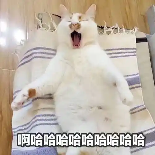 啊哈哈猫咪猫咪哈哈表情