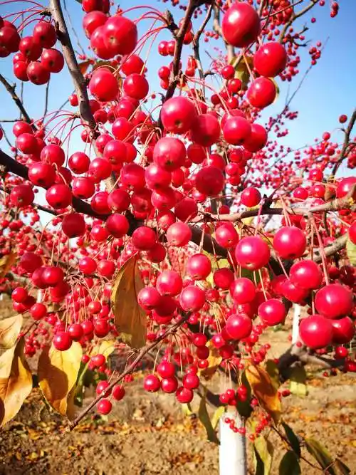 漂亮的北美海棠