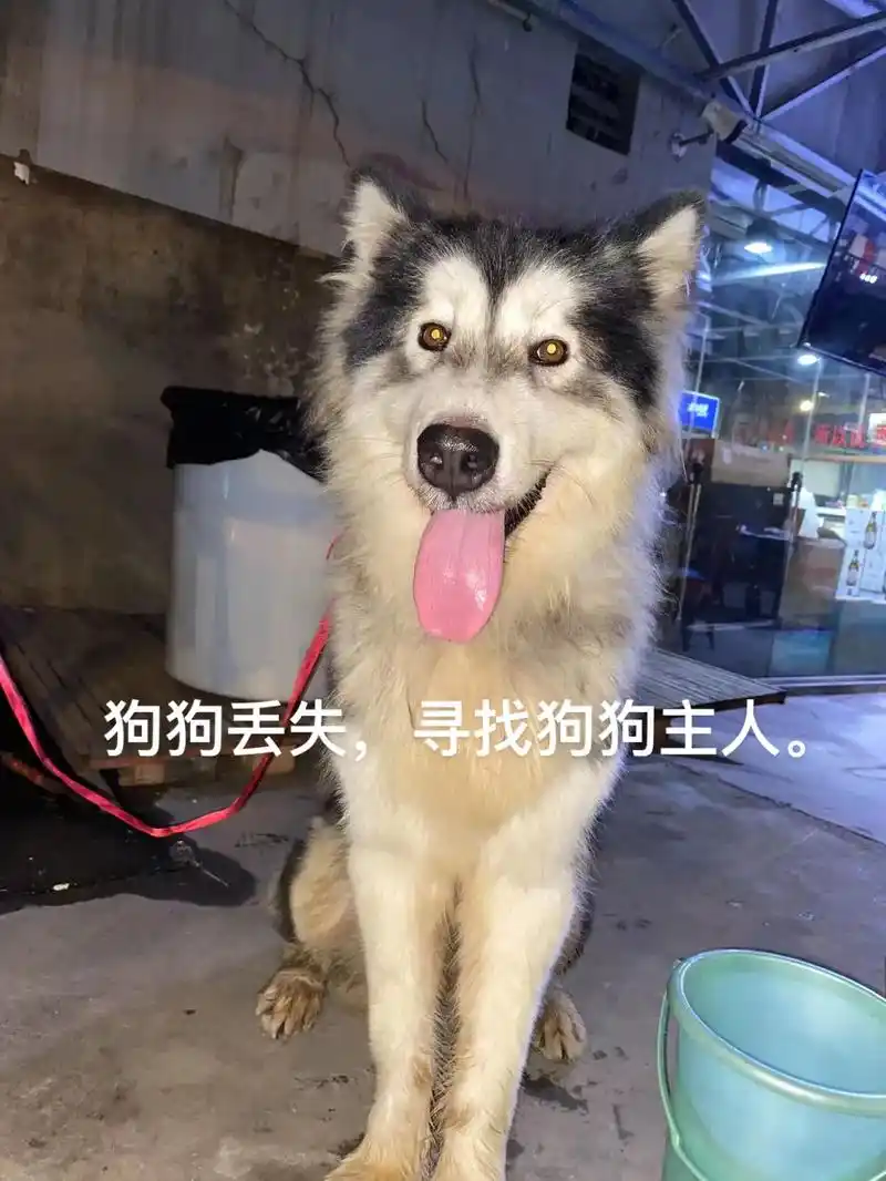 寻找狗狗主人,在玉洞地铁b出口捡到 忘主人刷到尽快联系我15 - 抖音