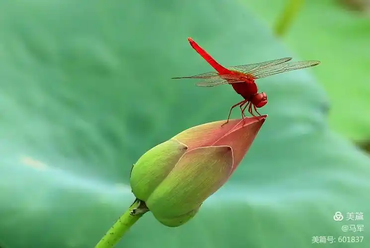 西埂莲乡荷塘小精灵一红蜻蜓