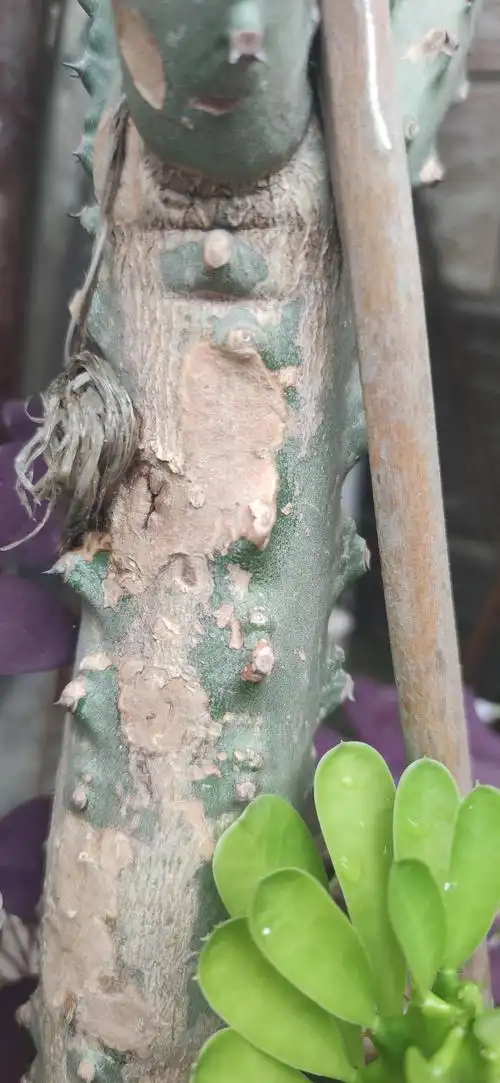 仙人掌科也会木质化吗