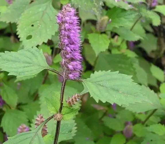 香薷草主治发汗解暑,行水散湿,温胃调中.治夏月感寒饮冷,头痛.www.