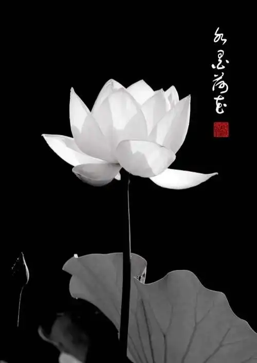 佛教莲花禅意,莲花佛国,祥云禅心-语录网