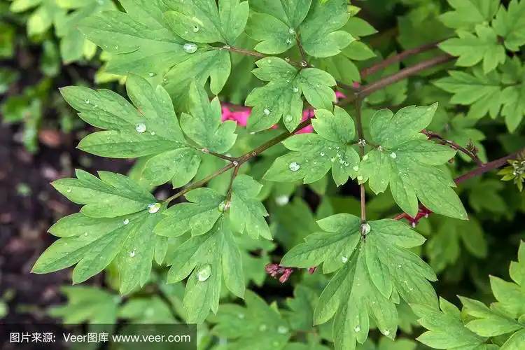 湿荷色牡丹的叶子