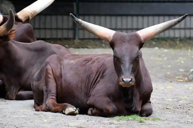 趴在地上的爪哇野牛图片,图片,壁纸,动物-桌酷