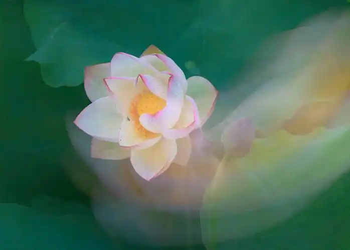 荷舞飘香,百鸟啼鸣,好一个人间仙境.