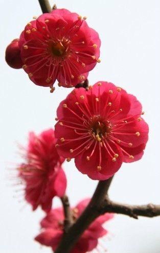 红须朱砂梅 原生红梅花树苗春梅花盆景盆栽素材花园庭院阳台浓香--爱