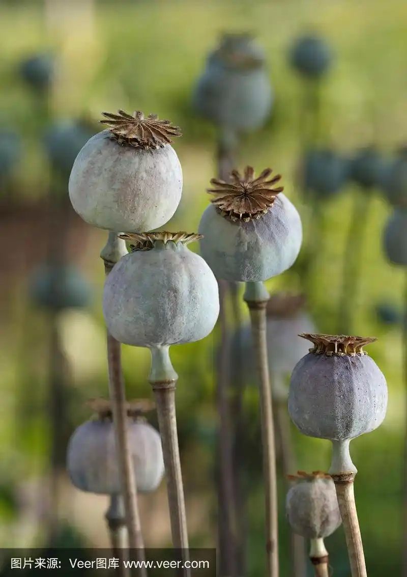 四个成熟的罂粟花