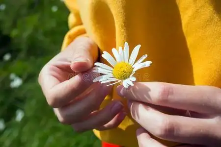 夏山雏菊女孩保存一c一momile采用h一nds照片