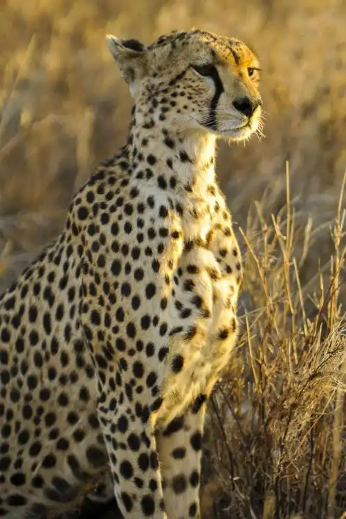 cheetah,sitting,big cat,watching,predator,mammal,animal,hd pictu