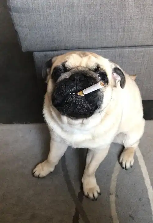 小狗叼烟(已找到)