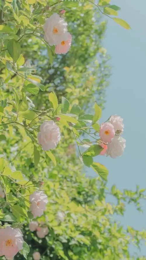 小清新花卉护眼手机壁纸