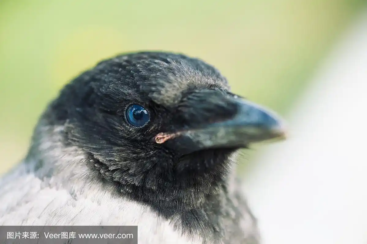 特写乌鸦的肖像.城市鸟类.
