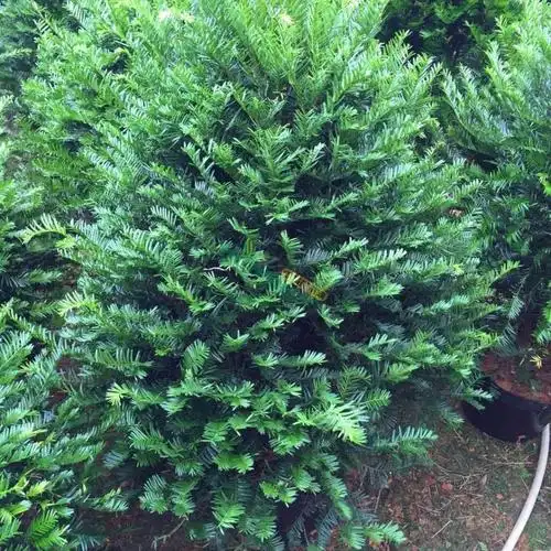 80公分红豆杉造型苗