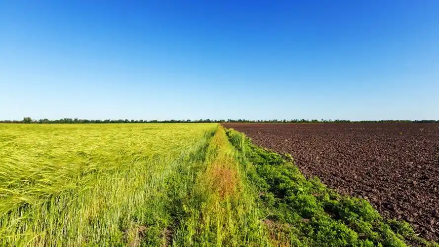 麦田,2021年,自然风光,5k,照片图片,4k高清其它图片,娟娟壁纸