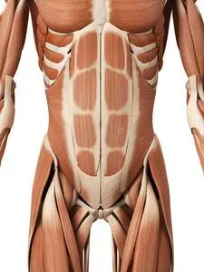 健身妇女显示腹肌和扁平的腹部.