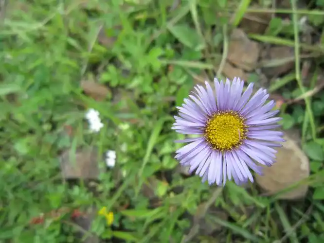大山包保护区植物10短葶飞蓬