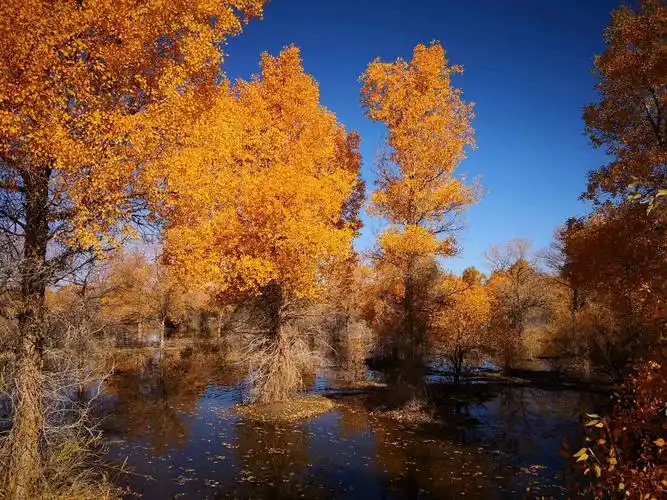 满湖绚烂秋色惹人醉.
