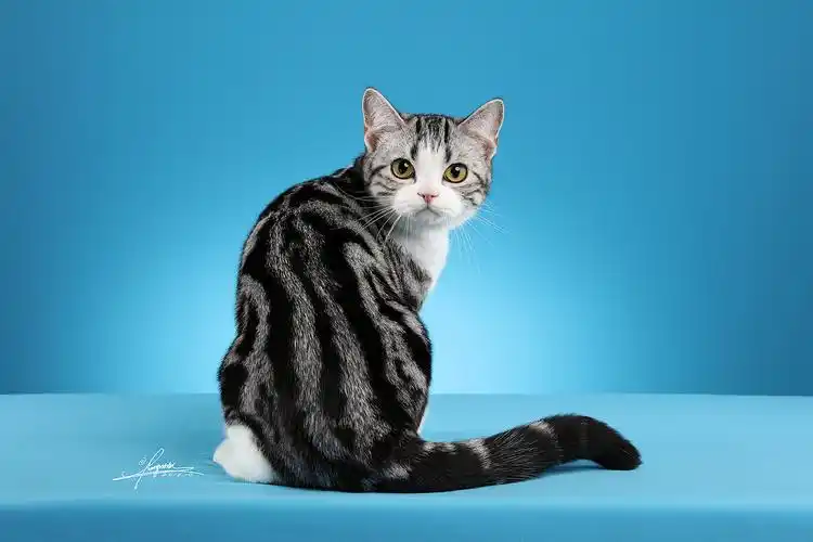 美国短毛猫|摄影|宠物摄影|amyworks赛猫摄影_原创作品-站酷zcool
