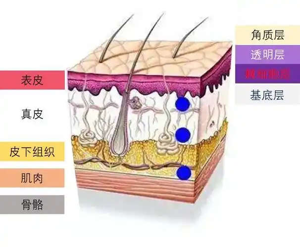皮肤分层.jpg