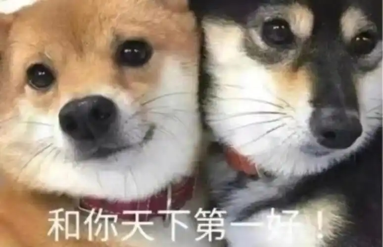 狗子表情包来一波,你们和谁天下第一好