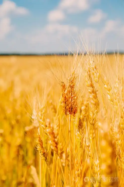 金色的麦田和蓝蓝的天空