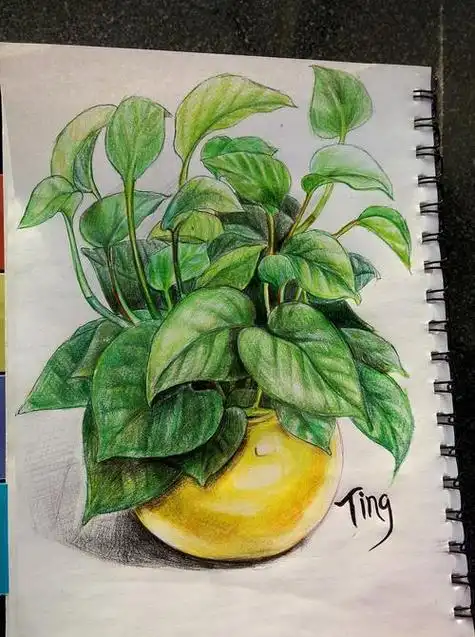 各种彩铅植物简笔画