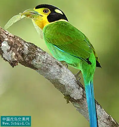 雀形目鸟类图谱大全:388张图