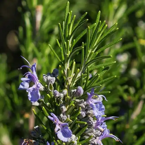 rosemary ct camphor essential oil