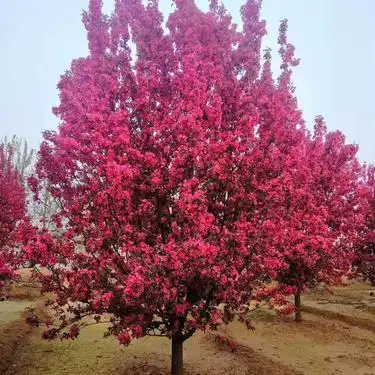 海棠树图片 海棠树价格 品种纯 老海棠树